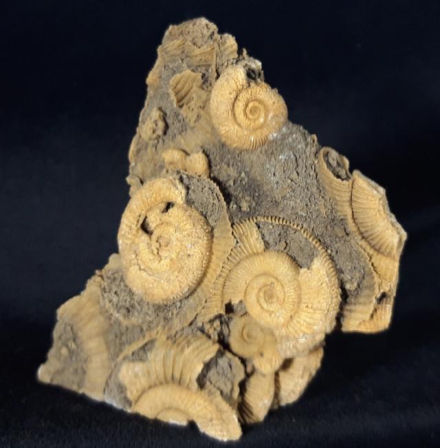 Dactylioceras athleticum (SIMPSON 1855) - Bild &copy; FossNet FossilienStore